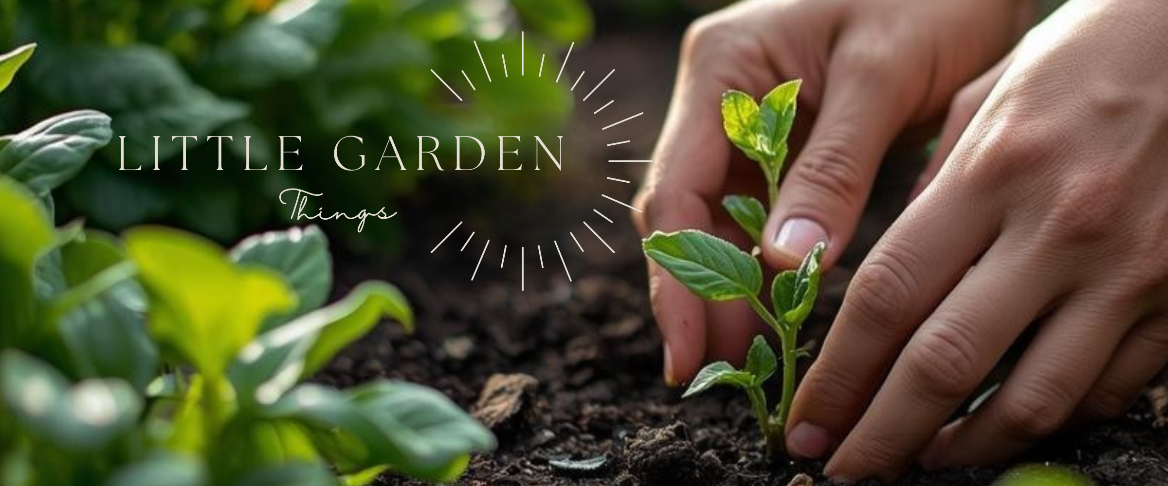 hands transplanting a seedling into a garden bed
