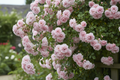 Cécile Brünner Climbing Rose