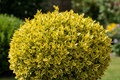 Golden Privet (Ligustrum × vicaryi)