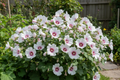 Barnsley Lavatera (Lavatera 'Barnsley')