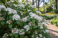 Viburnum Tinus (Viburnum tinus)